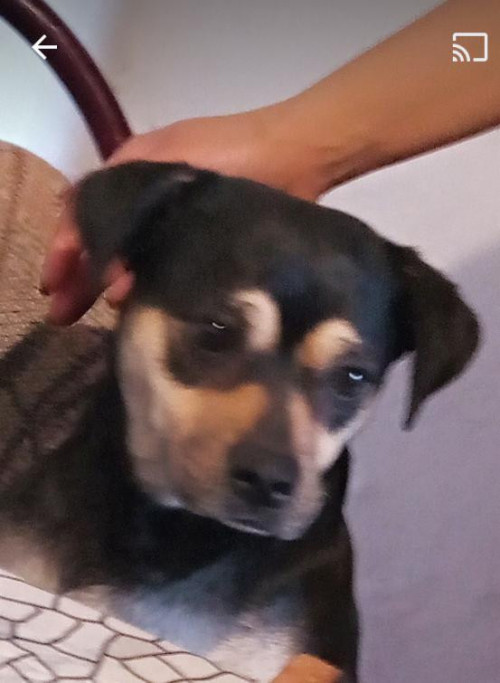 Negra