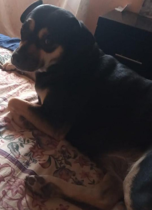 Negra
