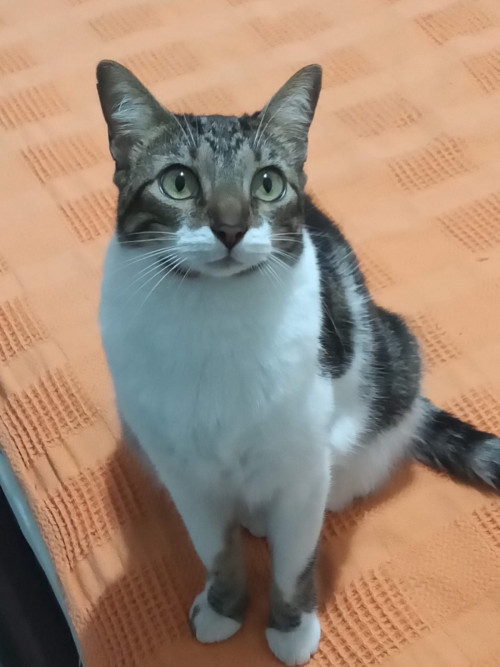 Mía