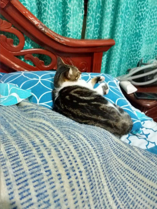 Mía
