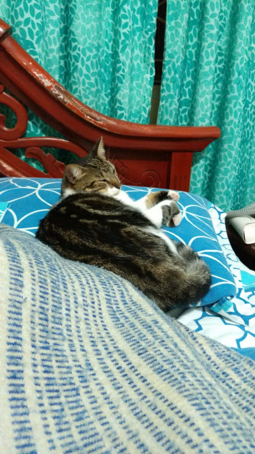 Mía