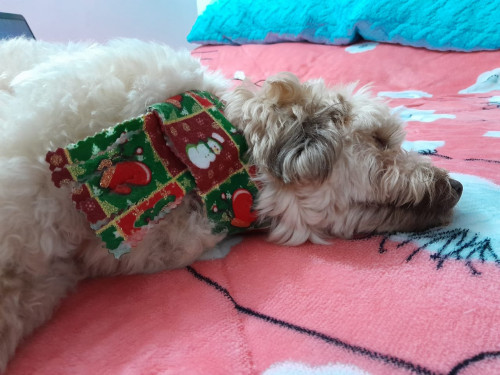 Toby