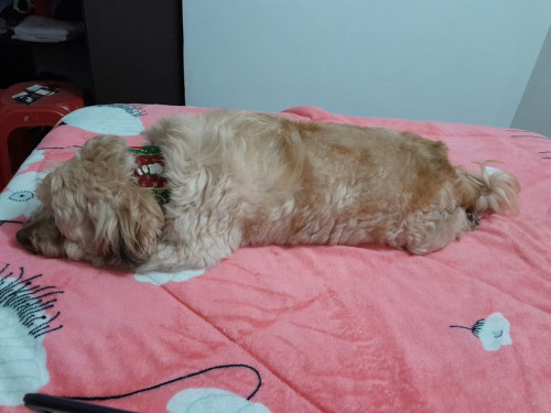 Toby