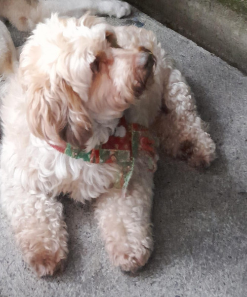 Toby