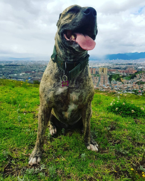 Dalila