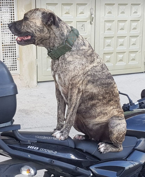 Dalila