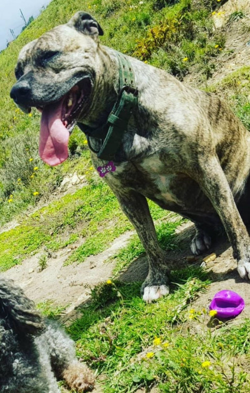 Dalila