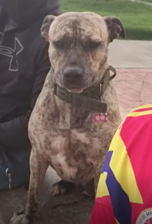 Dalila