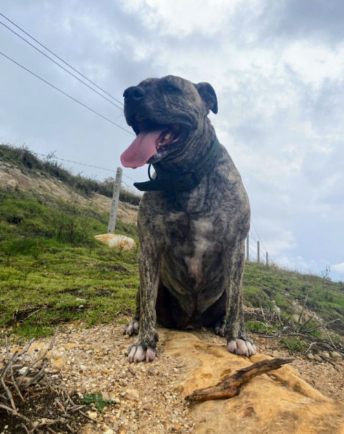 Dalila