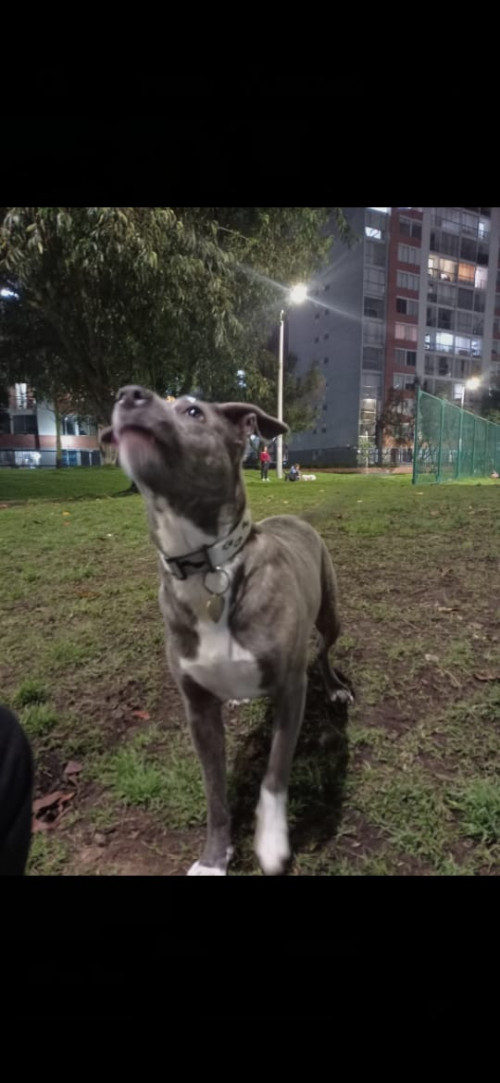 Ghaia
