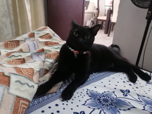 Negro