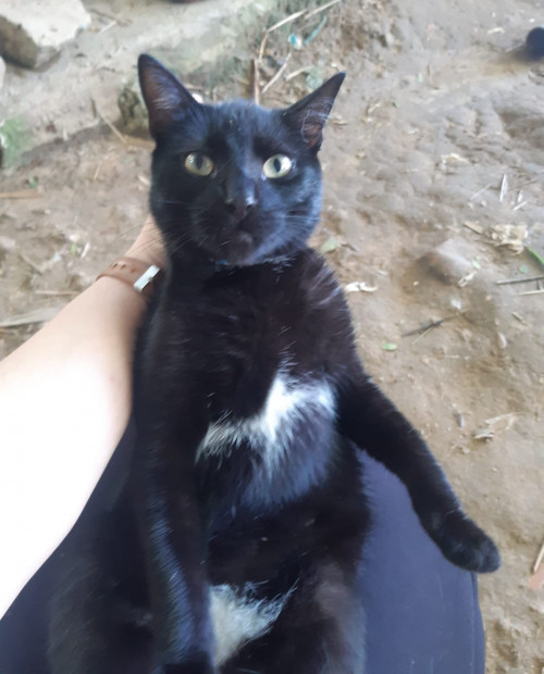 Negro