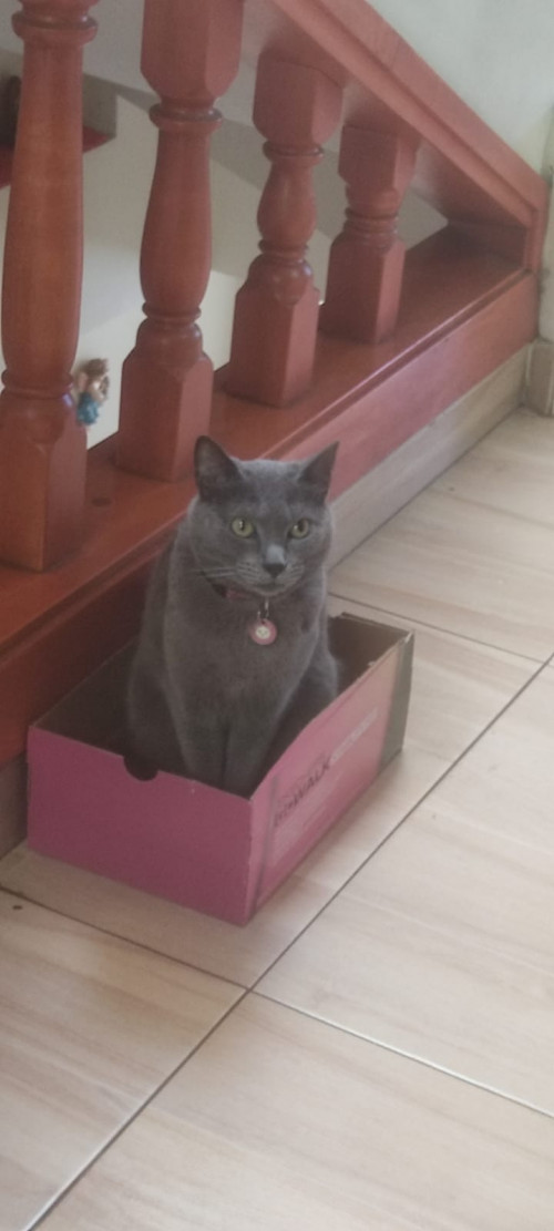 Paquita