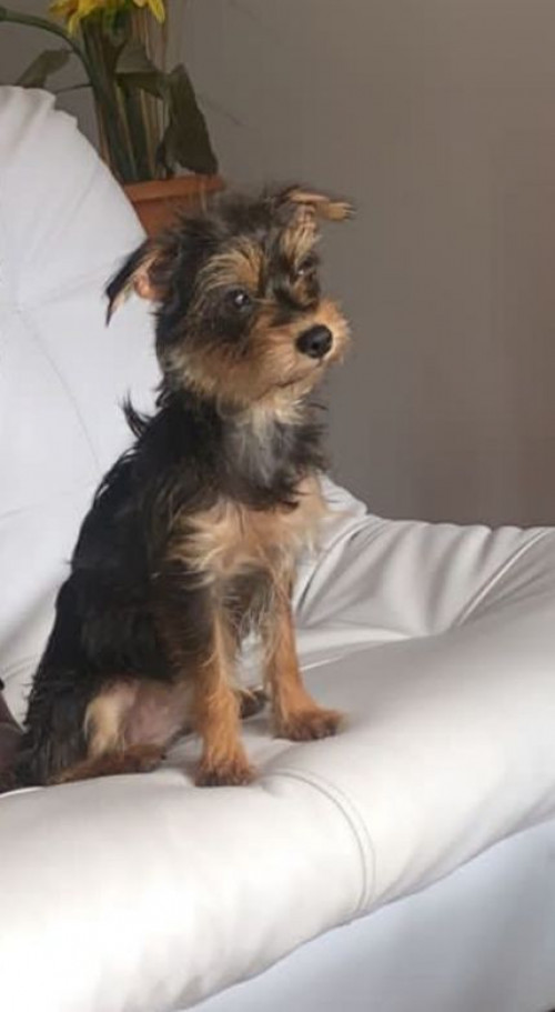 Princesa