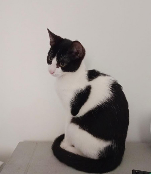 Kaida