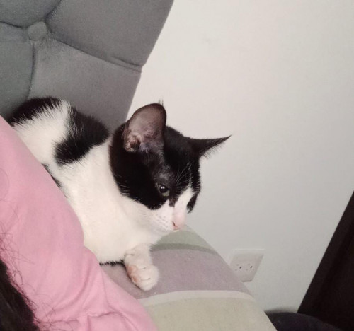 Kaida