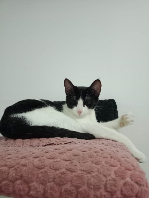 Kaida