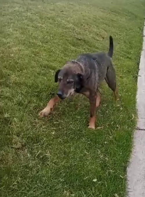 Capitán