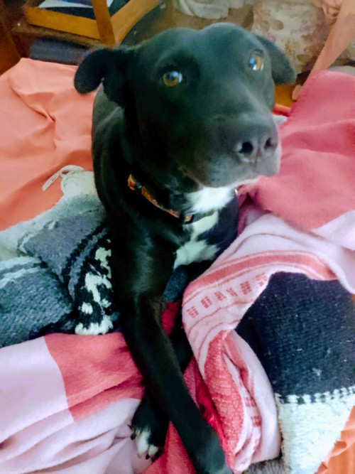 Negra