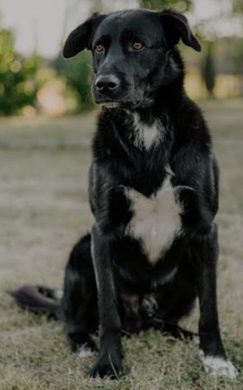 Negra