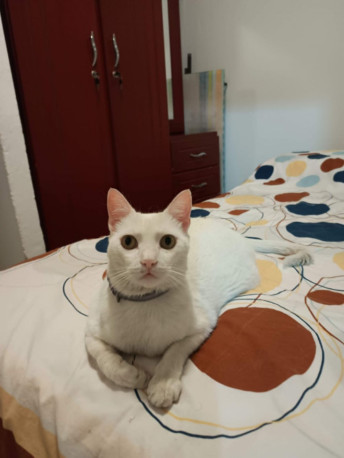 Nacho
