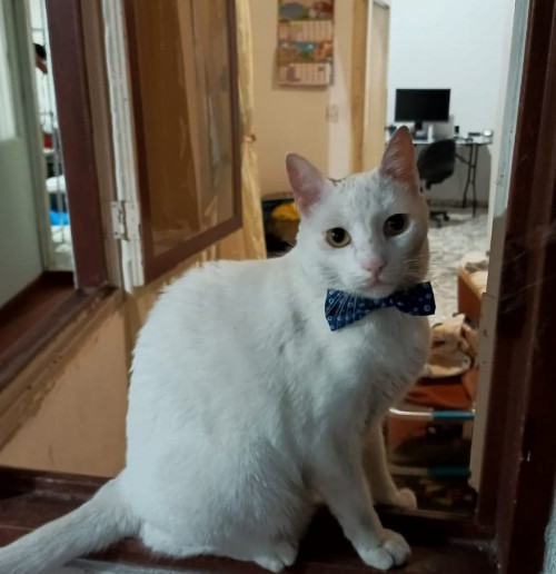 Nacho