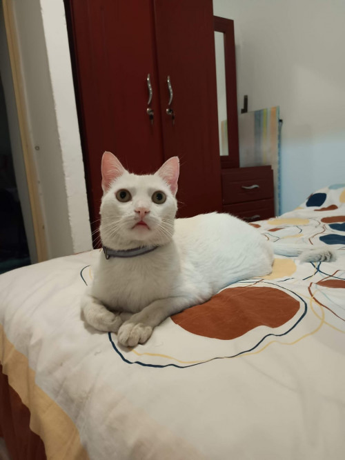 Nacho