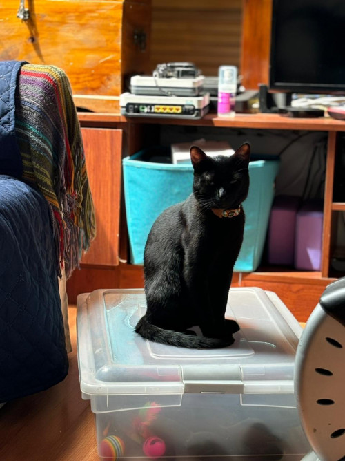Oreo
