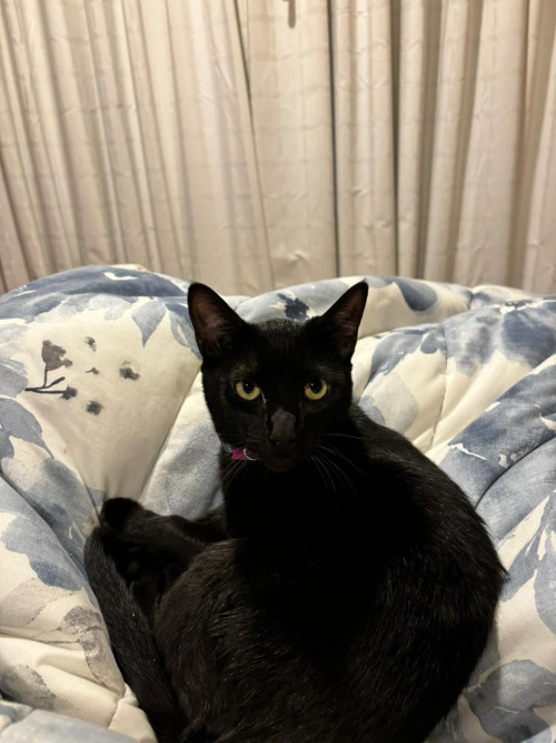 Oreo