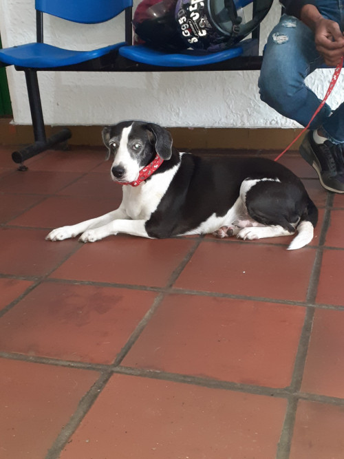 Muñeca