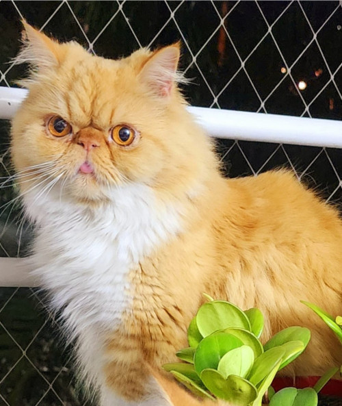 Coco