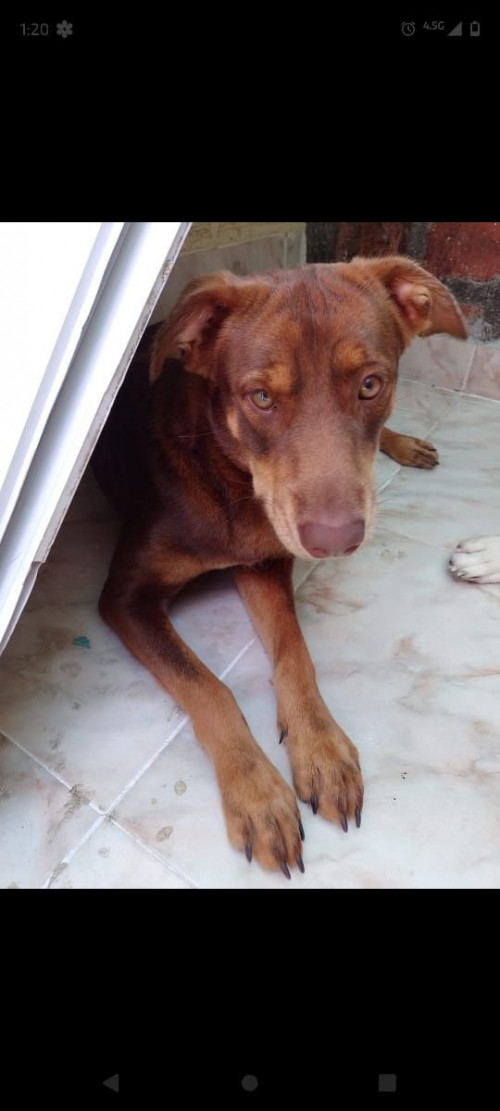 Rayka
