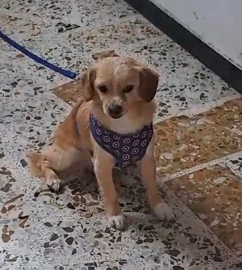 Leo