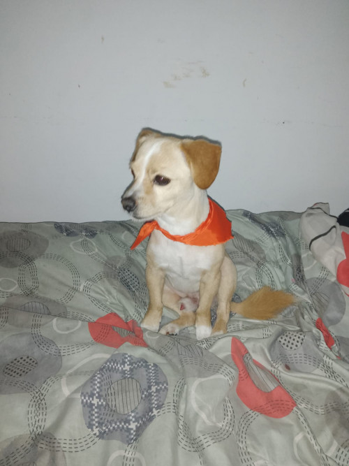 Leo