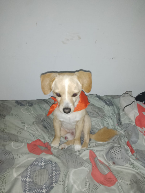 Leo