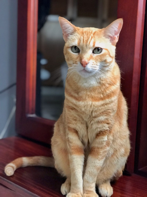 Nala