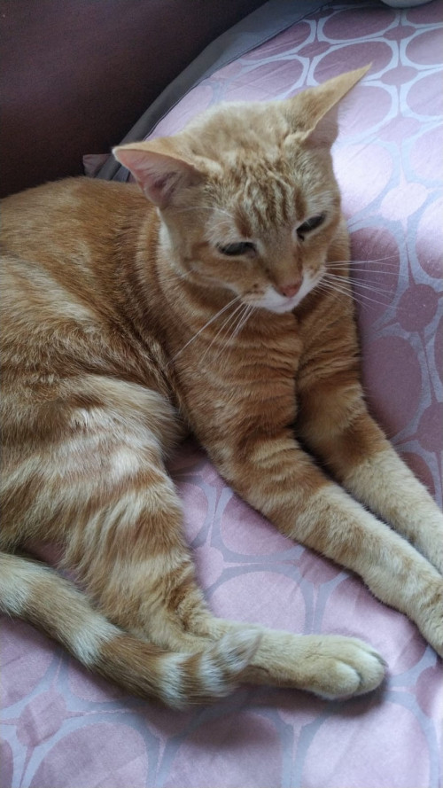 Nala
