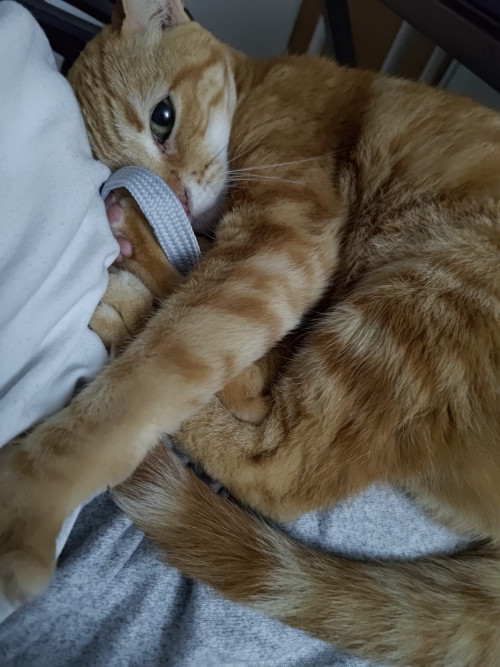 Nala
