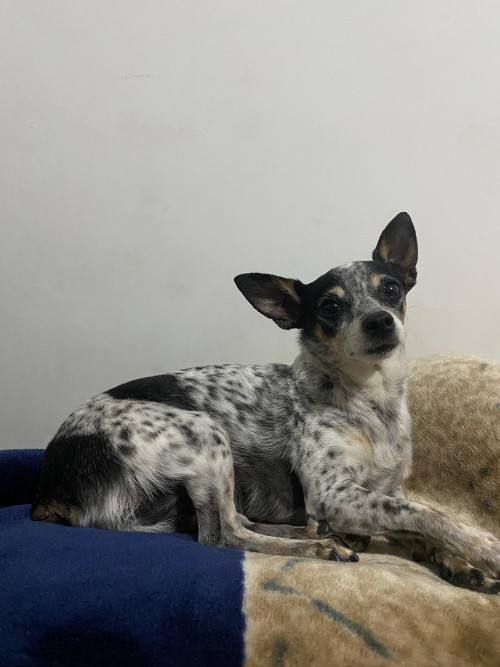 Perlita