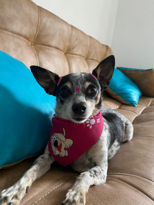 Perlita