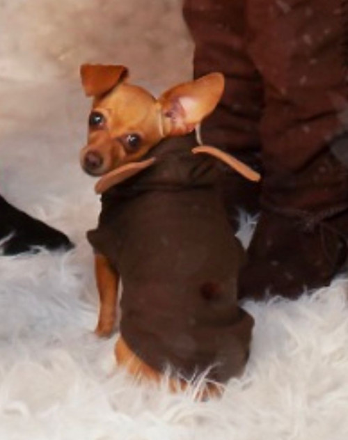 Titi