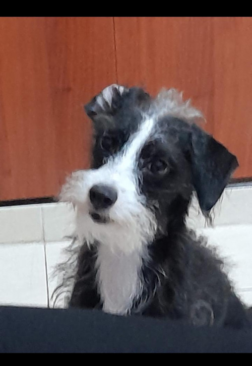 Benji