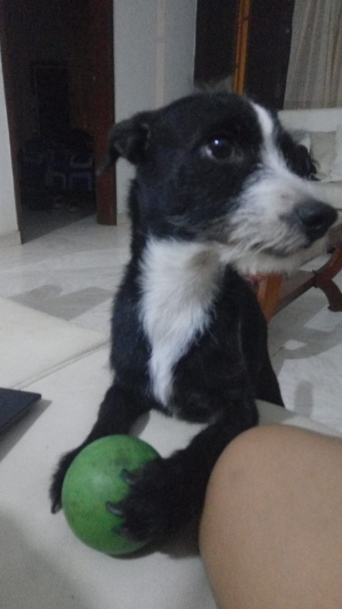 Benji
