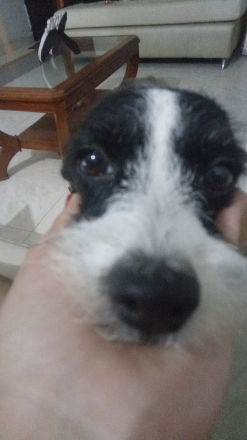 Benji