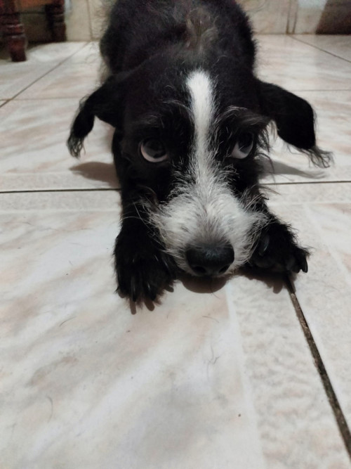 Benji