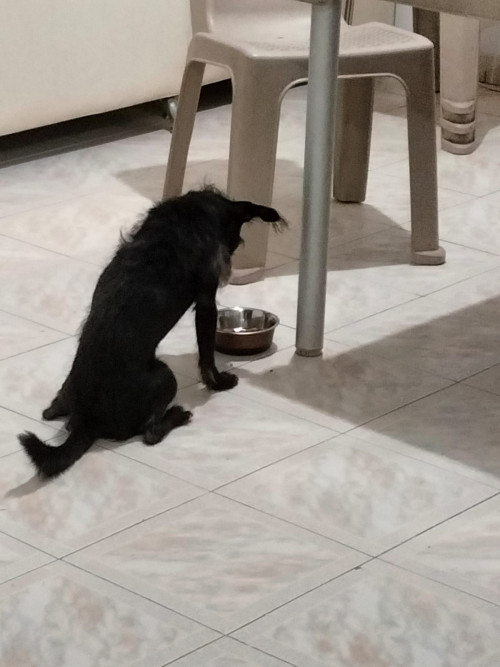 Benji