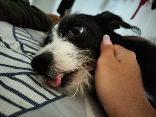 Benji