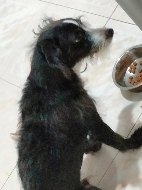 Benji