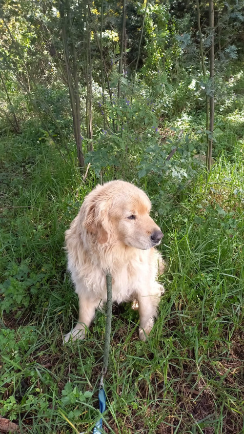 Bruno