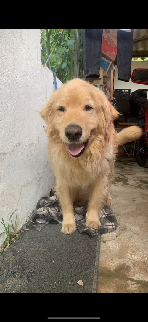 Bruno